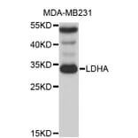 Western Blot - Anti-LDHA Antibody (A0543) - Antibodies.com