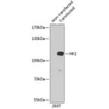 Western Blot - Anti-Hexokinase 1 Antibody (A8428) - Antibodies.com