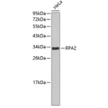 Western Blot - Anti-RPA2 Antibody (A0568) - Antibodies.com