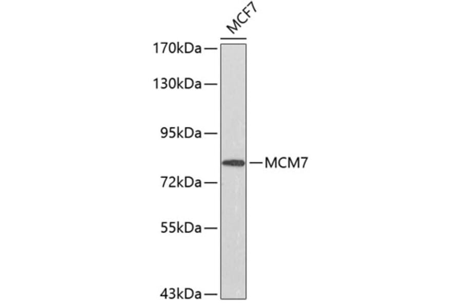 Western Blot - Anti-MCM7 Antibody (A0576) - Antibodies.com