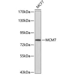 Western Blot - Anti-MCM7 Antibody (A0576) - Antibodies.com