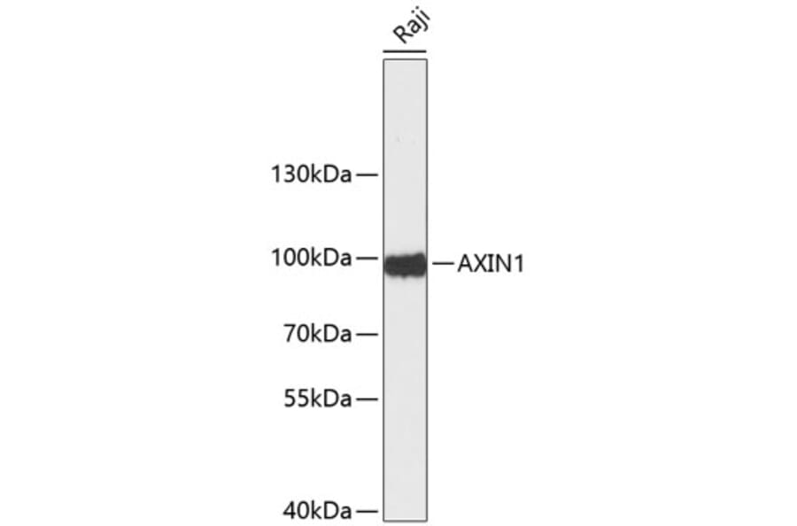 Western Blot - Anti-AXIN1 Antibody (A0583) - Antibodies.com
