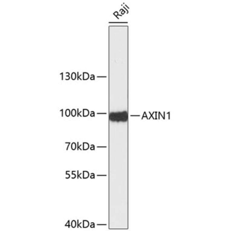 Western Blot - Anti-AXIN1 Antibody (A0583) - Antibodies.com