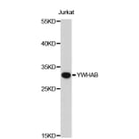 Western Blot - Anti-YWHAB Antibody (A0602) - Antibodies.com