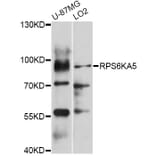 Western Blot - Anti-RPS6KA5 Antibody (A0614) - Antibodies.com