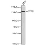 Western Blot - Anti-GTF2I Antibody (A0617) - Antibodies.com