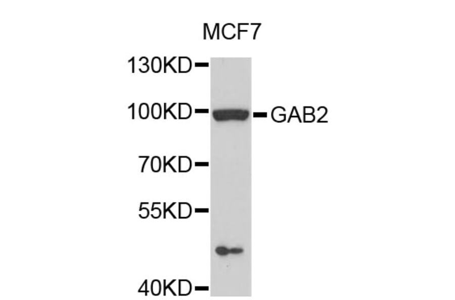 Western Blot - Anti-GAB2 Antibody (A0619) - Antibodies.com