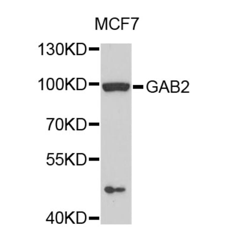 Western Blot - Anti-GAB2 Antibody (A0619) - Antibodies.com