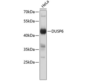 Western Blot - Anti-DUSP6 Antibody (A8444) - Antibodies.com