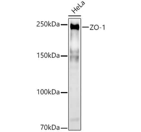 Western Blot - Anti-ZO1 tight junction protein Antibody (A8449) - Antibodies.com