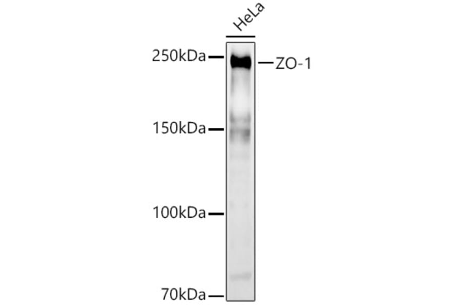 Western Blot - Anti-ZO1 tight junction protein Antibody (A8449) - Antibodies.com