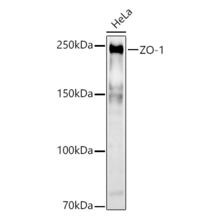 Western Blot - Anti-ZO1 tight junction protein Antibody (A8449) - Antibodies.com