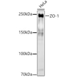 Western Blot - Anti-ZO1 tight junction protein Antibody (A8449) - Antibodies.com