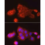 Immunofluorescence - Anti-ZO1 tight junction protein Antibody (A8449) - Antibodies.com