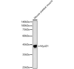 Western Blot - Anti-MyoD1 Antibody (A8450) - Antibodies.com