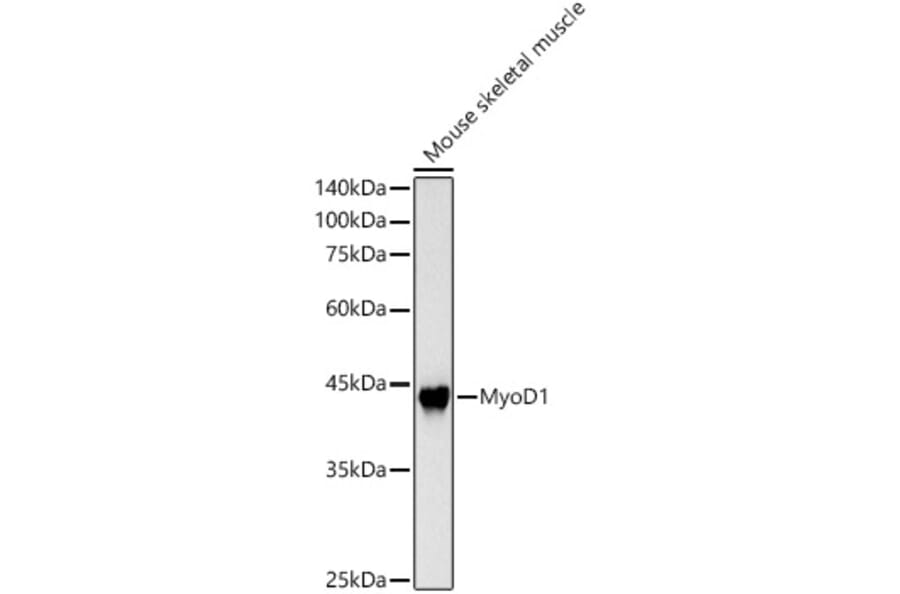 Western Blot - Anti-MyoD1 Antibody (A8450) - Antibodies.com