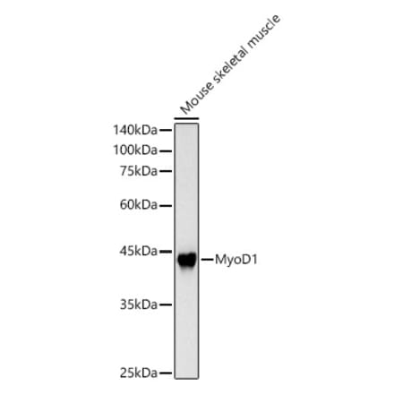 Western Blot - Anti-MyoD1 Antibody (A8450) - Antibodies.com