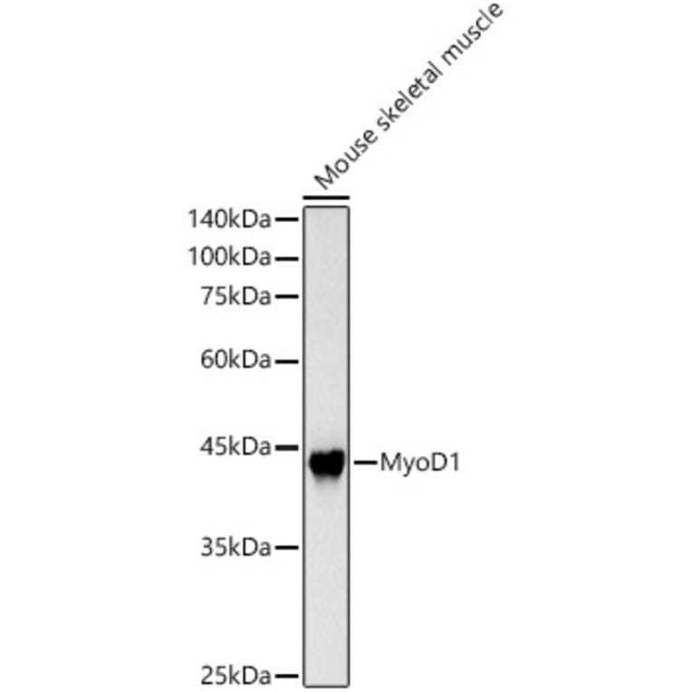 Western Blot - Anti-MyoD1 Antibody (A8450) - Antibodies.com