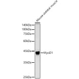 Western Blot - Anti-MyoD1 Antibody (A8450) - Antibodies.com