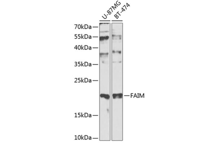 Western Blot - Anti-FAIM Antibody (A0679) - Antibodies.com