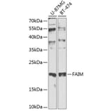 Western Blot - Anti-FAIM Antibody (A0679) - Antibodies.com