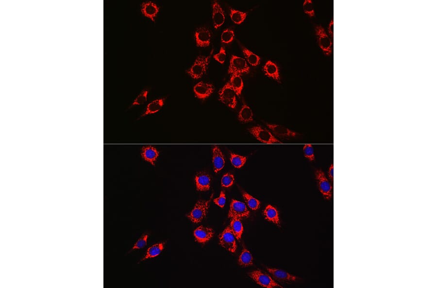 Immunofluorescence - Anti-P4HB Antibody (A8454) - Antibodies.com