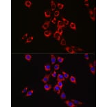 Immunofluorescence - Anti-P4HB Antibody (A8454) - Antibodies.com