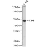 Western Blot - Anti-IKBKB Antibody (A0713) - Antibodies.com