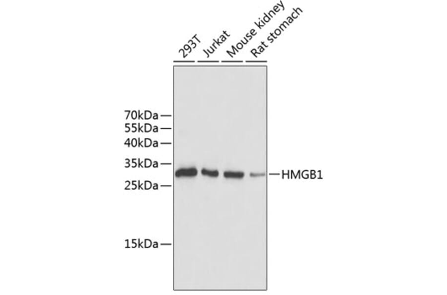 Western Blot - Anti-HMGB1 Antibody (A0718) - Antibodies.com