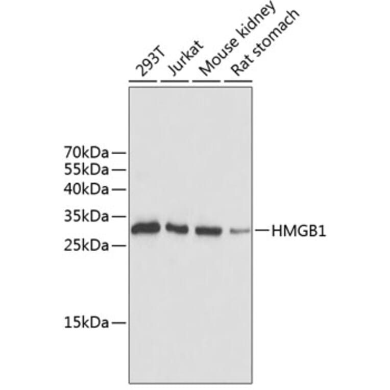 Western Blot - Anti-HMGB1 Antibody (A0718) - Antibodies.com