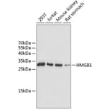 Western Blot - Anti-HMGB1 Antibody (A0718) - Antibodies.com