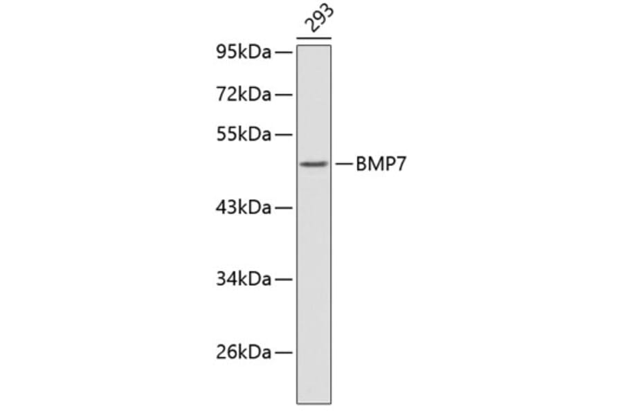 Western Blot - Anti-BMP7 Antibody (A0722) - Antibodies.com