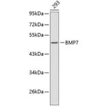 Western Blot - Anti-BMP7 Antibody (A0722) - Antibodies.com