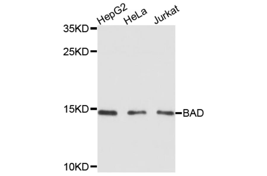 Western Blot - Anti-Bad Antibody (A0741) - Antibodies.com