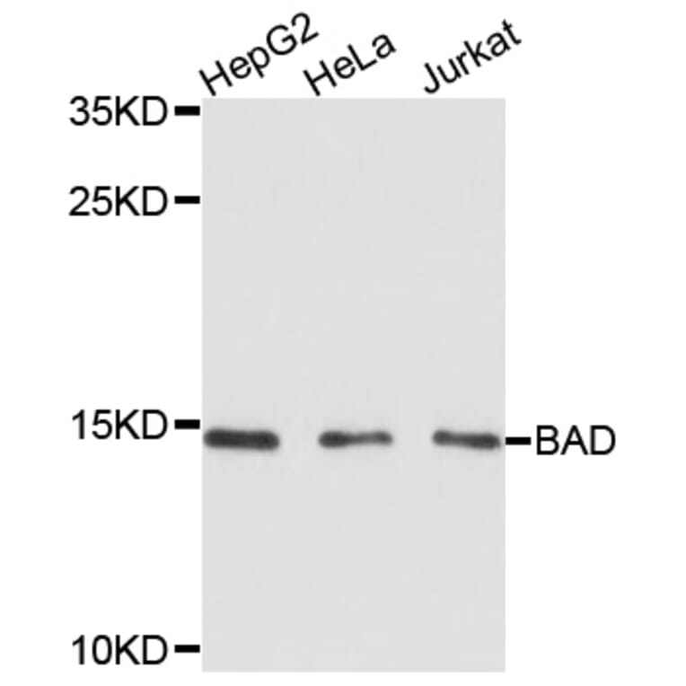 Western Blot - Anti-Bad Antibody (A0741) - Antibodies.com