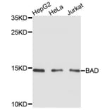 Western Blot - Anti-Bad Antibody (A0741) - Antibodies.com