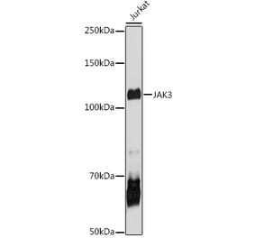 Western Blot - Anti-JAK3 Antibody (A8460) - Antibodies.com