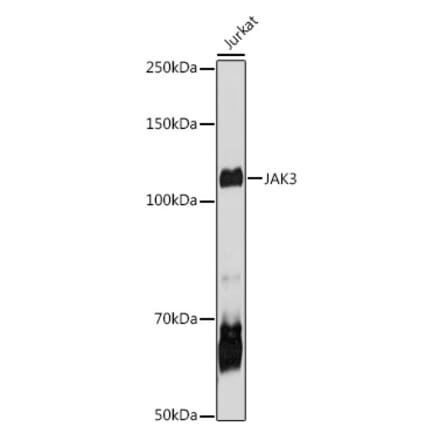 Western Blot - Anti-JAK3 Antibody (A8460) - Antibodies.com