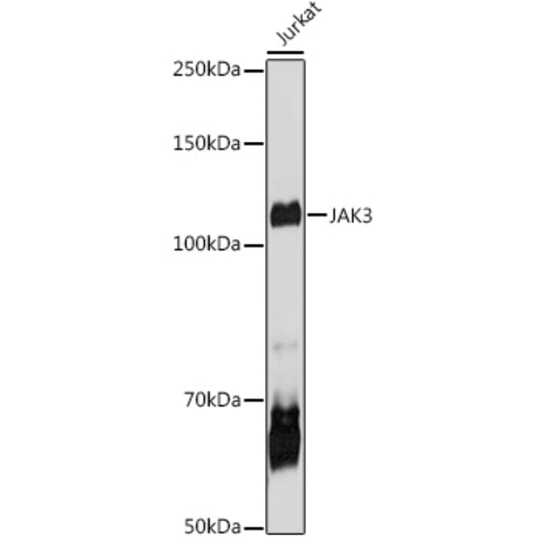 Western Blot - Anti-JAK3 Antibody (A8460) - Antibodies.com