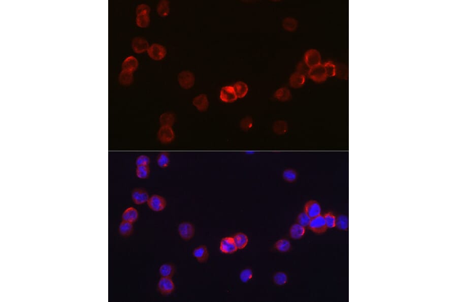 Immunofluorescence - Anti-JAK3 Antibody (A8460) - Antibodies.com