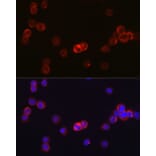 Immunofluorescence - Anti-JAK3 Antibody (A8460) - Antibodies.com