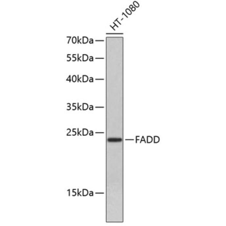 Western Blot - Anti-FADD Antibody (A0759) - Antibodies.com