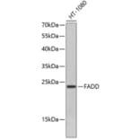 Western Blot - Anti-FADD Antibody (A0759) - Antibodies.com