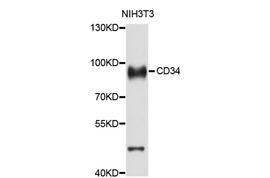 Western Blot - Anti-CD34 Antibody (A0762) - Antibodies.com