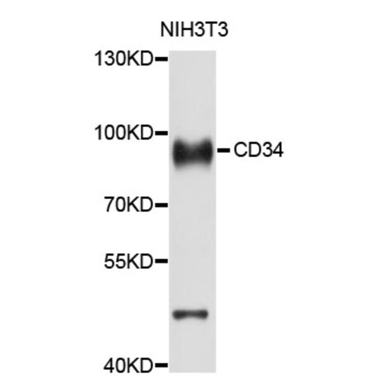 Western Blot - Anti-CD34 Antibody (A0762) - Antibodies.com