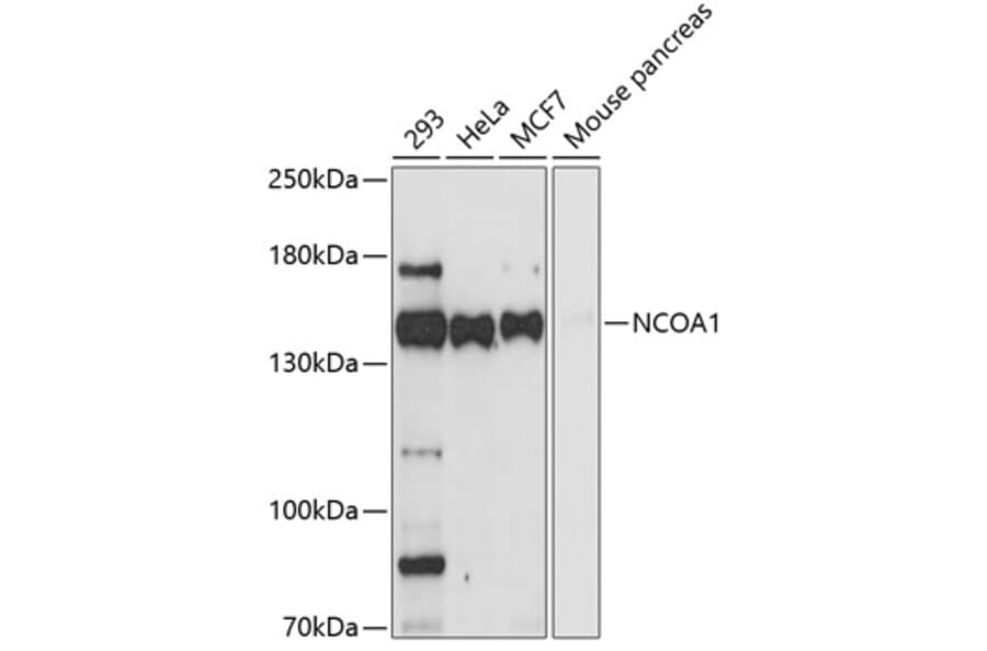 Western Blot - Anti-NCOA1 Antibody (A0765) - Antibodies.com