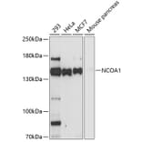 Western Blot - Anti-NCOA1 Antibody (A0765) - Antibodies.com