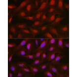 Immunofluorescence - Anti-Annexin A1/ANXA1 Antibody (A8466) - Antibodies.com