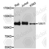 Western Blot - Anti-VAV1 Antibody (A0770) - Antibodies.com