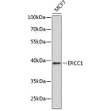 Western Blot - Anti-ERCC1 Antibody (A0777) - Antibodies.com